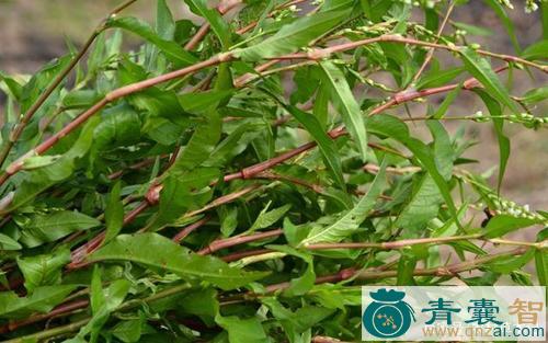 中药材楼梅草图片