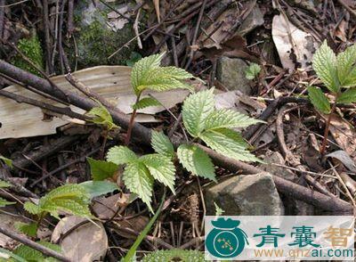 中药材楼梯草根图片