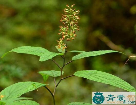 榆古兴噶尔布的性味归经以及功效用法-青囊智