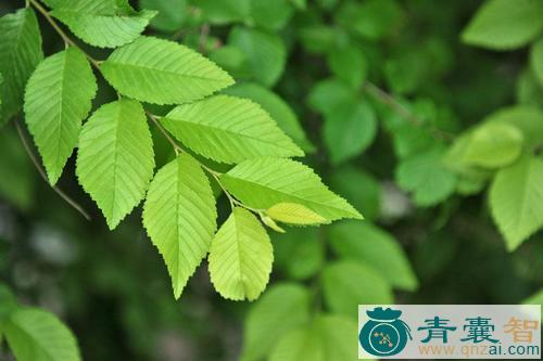 榆木叶的性状性味归经以及功效用法-青囊智