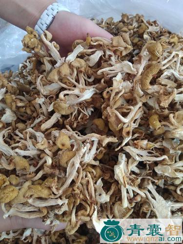 榆蘑的性状性味归经以及功效用法-青囊智