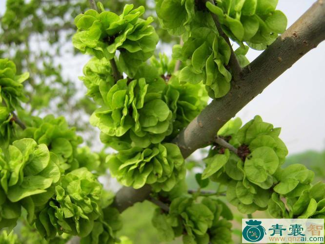 榆钱的性味归经以及功效用法-青囊智