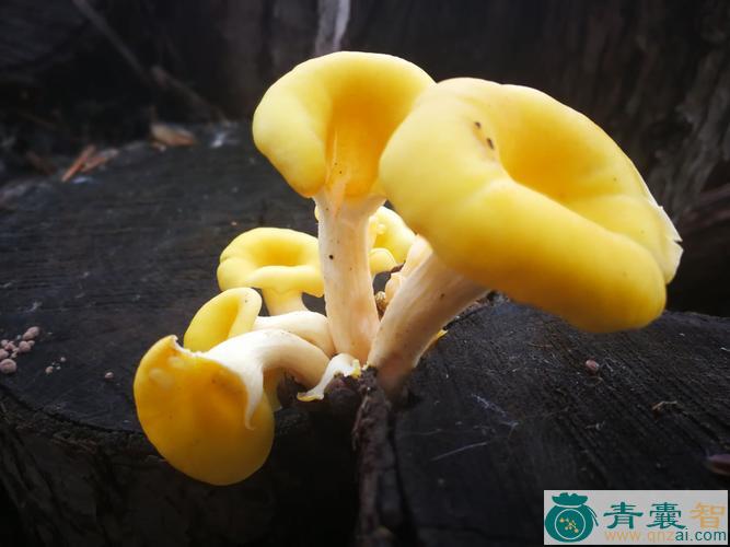 中药材榆黄蘑图片
