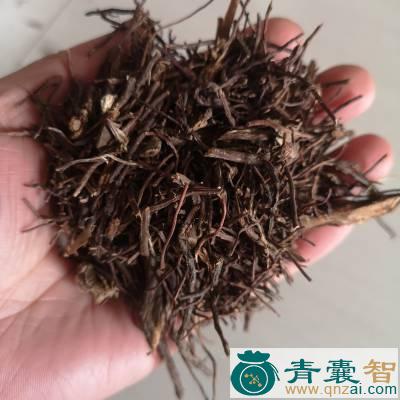 中药材榕树倒抛根图片