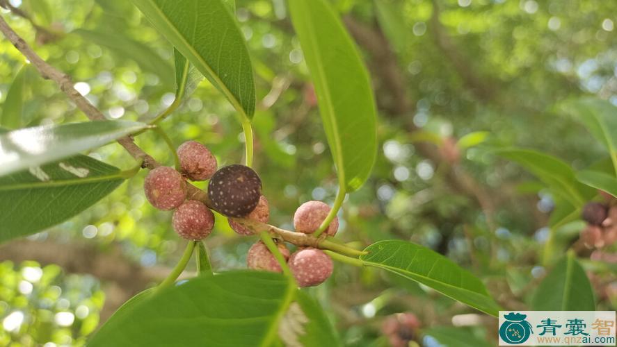 中药材榕树果图片