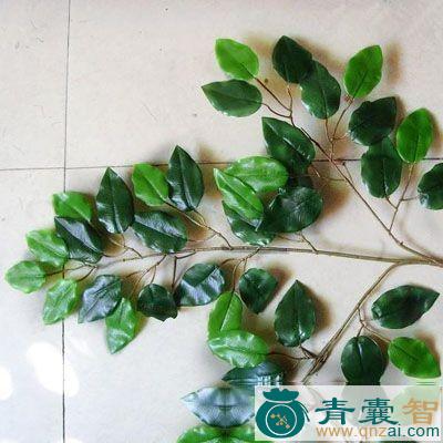 中药材榕树胶汁图片