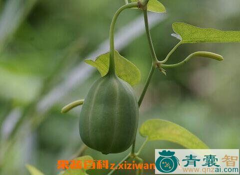 中药材榜间噶尔布图片