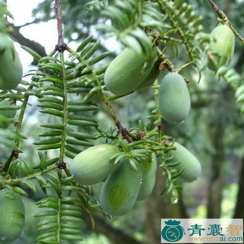 中药材榧子草图片