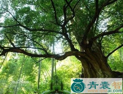 中药材榧根皮图片