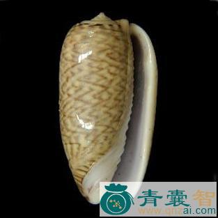 中药材榧螺图片