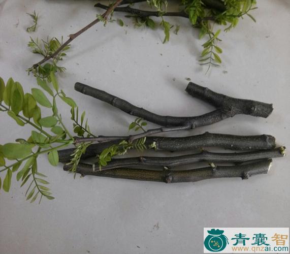 中药材槐枝图片
