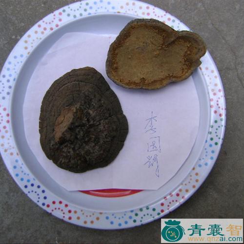 中药材槐蛾图片