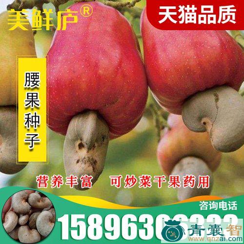 中药材槚如树图片