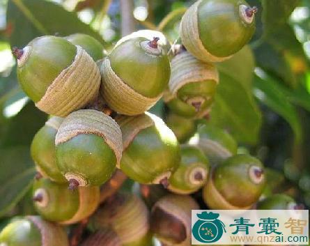 中药材槠子皮叶图片