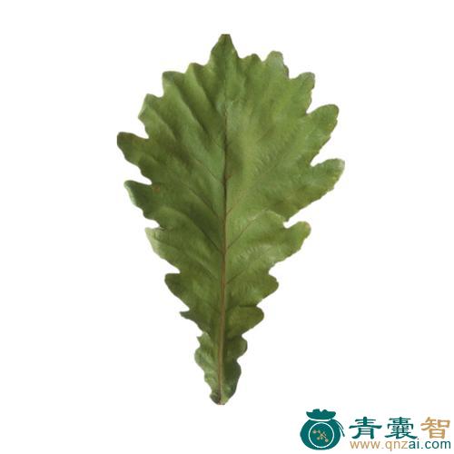 中药材槲叶图片