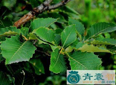槲皮的性味归经以及功效用法-青囊智