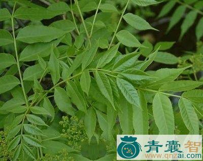 樗叶的性状性味归经以及功效用法-青囊智