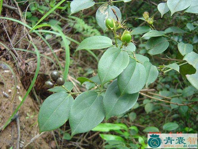 中药材樟叶茉莉图片