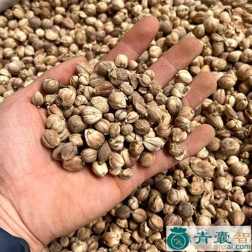 中药材樟太蔻图片