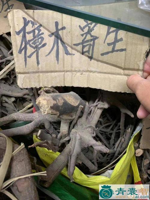 中药材樟本寄生图片