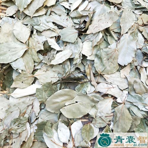 中药材樟树叶图片