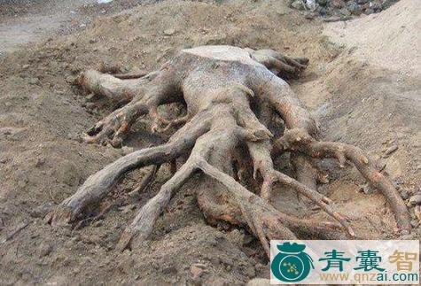 中药材樟树根图片