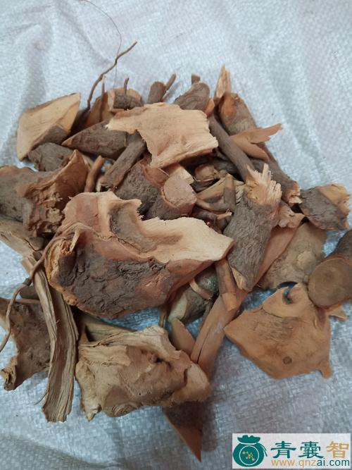 中药材樟脑树根图片