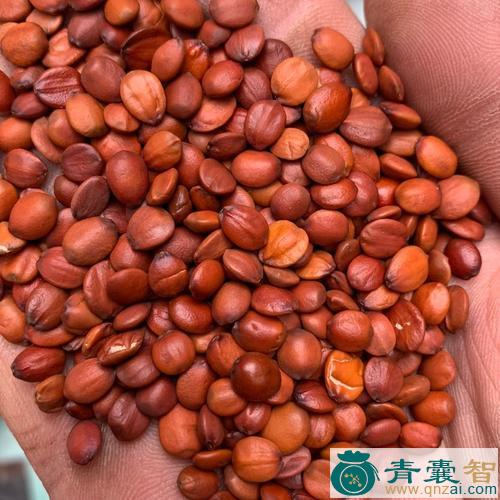中药材模登果图片