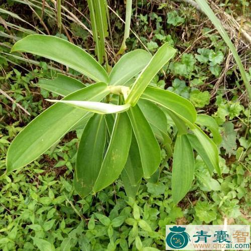 横柯的性状性味归经以及功效用法和注意事项-青囊智