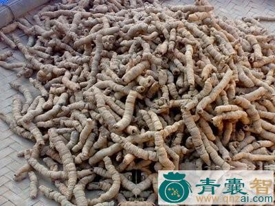 中药材橘叶巴戟图片