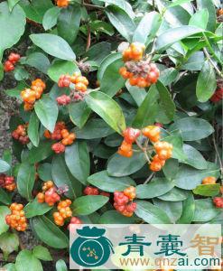 橘叶鸡眼藤的性味归经以及功效用法-青囊智