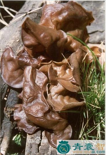 中药材橙耳图片