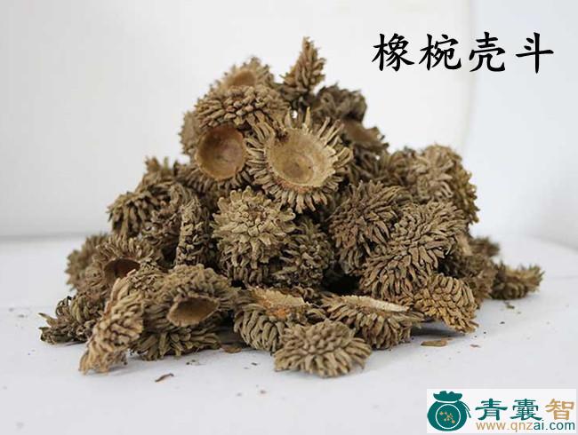 中药材橡椀树图片