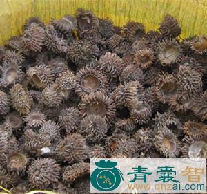 中药材橡豆子壳图片