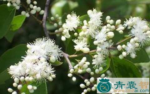 中药材檀花青图片
