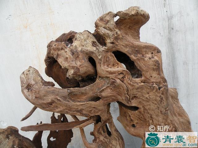 中药材檵花叶图片