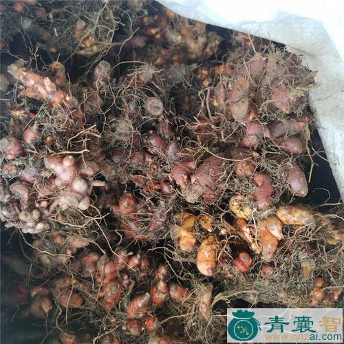 中药材檵花根图片