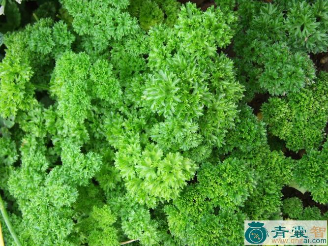 欧泽芹的性味归经以及功效用法-青囊智