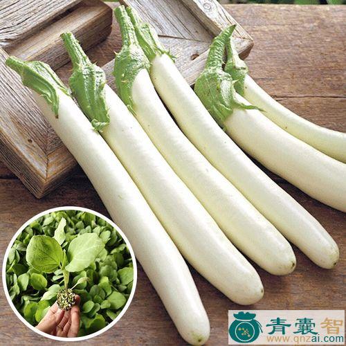 中药材欧白茄图片