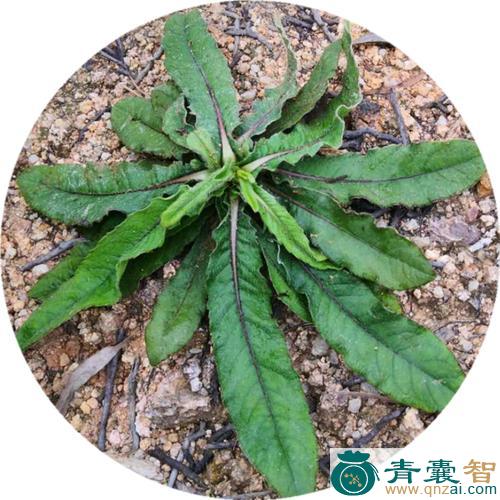 中药材歇地龙胆图片