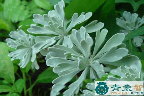 中药材止咳菊图片