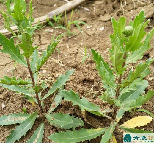 中药材止血草图片