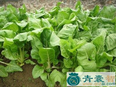 中药材母猪芥图片
