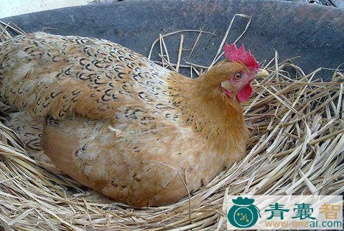 中药材母鸡抱蛋图片
