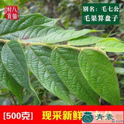 中药材毛七哥图片