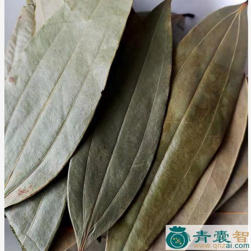 毛叶三条筋的性味归经以及功效用法-青囊智
