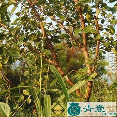 中药材毛叶嘉榄图片