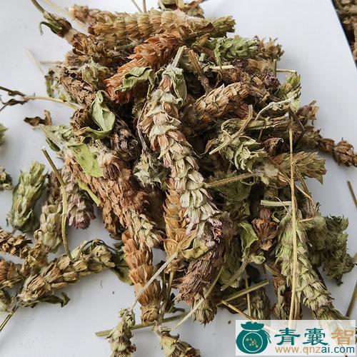 中药材毛叶夏枯图片