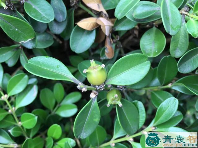 中药材毛叶板凳果图片