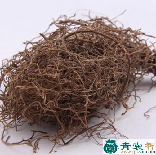 中药材毛叶红杆草图片